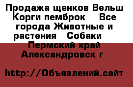 Продажа щенков Вельш Корги пемброк  - Все города Животные и растения » Собаки   . Пермский край,Александровск г.